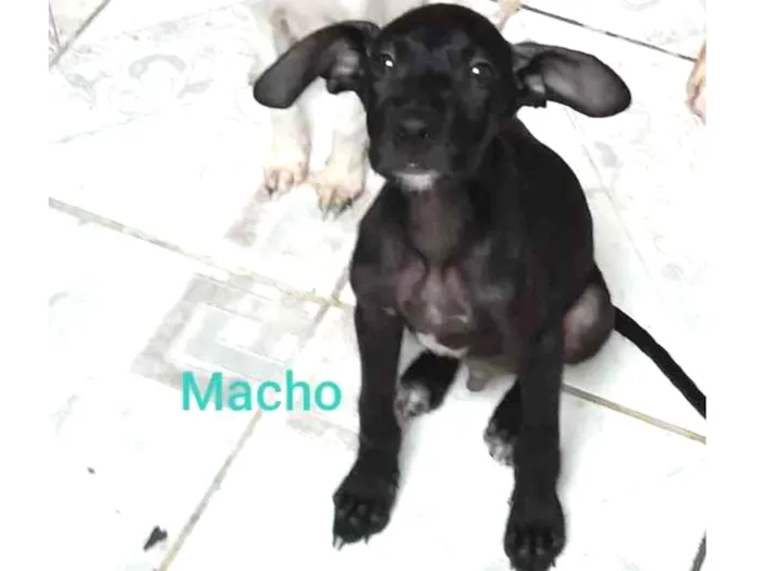 Cachorro ra a SRD idade 2 a 6 meses nome Thor