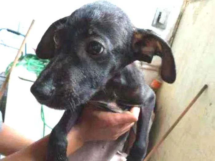Cachorro ra a SRD idade 2 a 6 meses nome Odin 