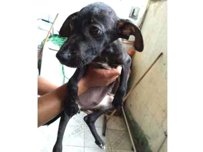 Cachorro ra a SRD idade 2 a 6 meses nome Odin 