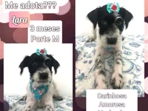Cachorro raça SRD idade 2 a 6 meses nome Lara