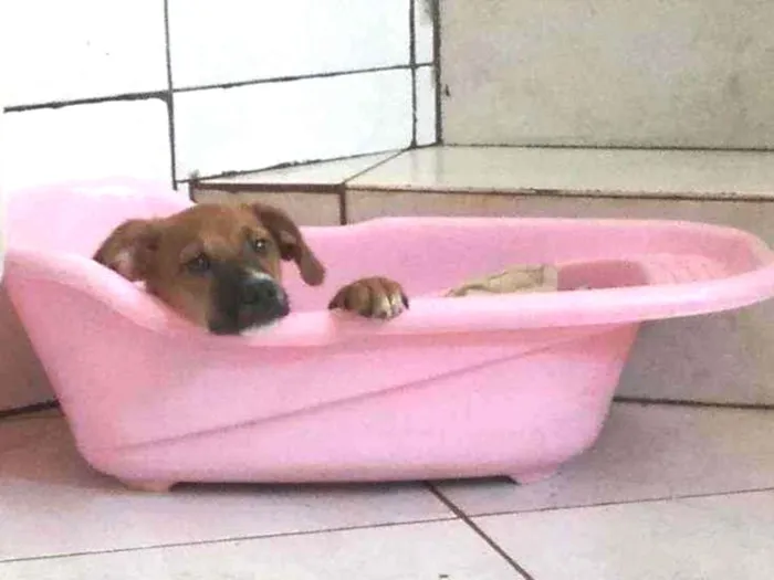 Cachorro raça SRD idade 2 a 6 meses nome Bob