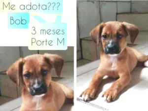 Cachorro raça SRD idade 2 a 6 meses nome Bob