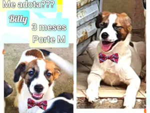 Cachorro raça SRD idade 2 a 6 meses nome Billy