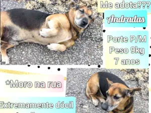 Cachorro raça SRD idade 6 ou mais anos nome Andradas