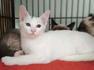 Gato raça Srd idade 2 a 6 meses nome Jay