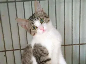 Gato raça Srd idade 2 a 6 meses nome Cindy