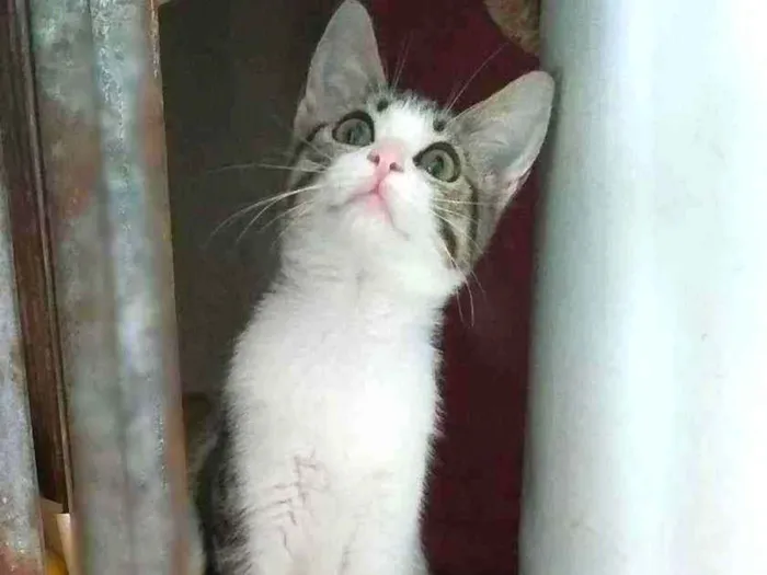 Gato ra a Srd idade 2 a 6 meses nome Cindy