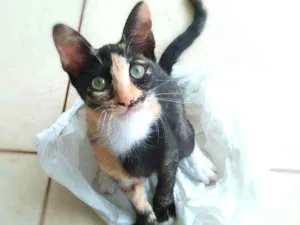 Gato raça Srd idade 2 a 6 meses nome Esther