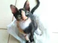 Esther