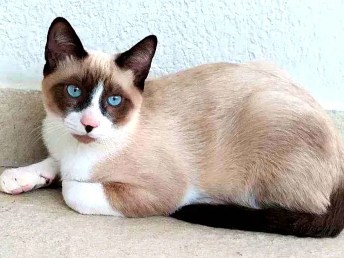 Gato ra a Srd idade 2 a 6 meses nome July & April