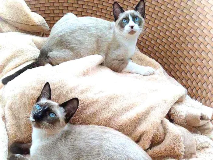 Gato ra a Srd idade 2 a 6 meses nome July & April