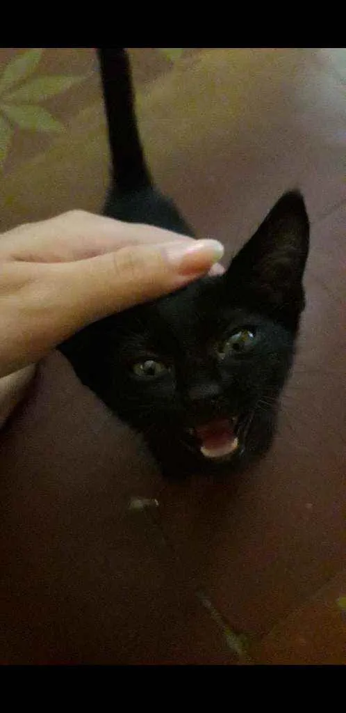 Gato ra a Srd idade Abaixo de 2 meses nome Pandora
