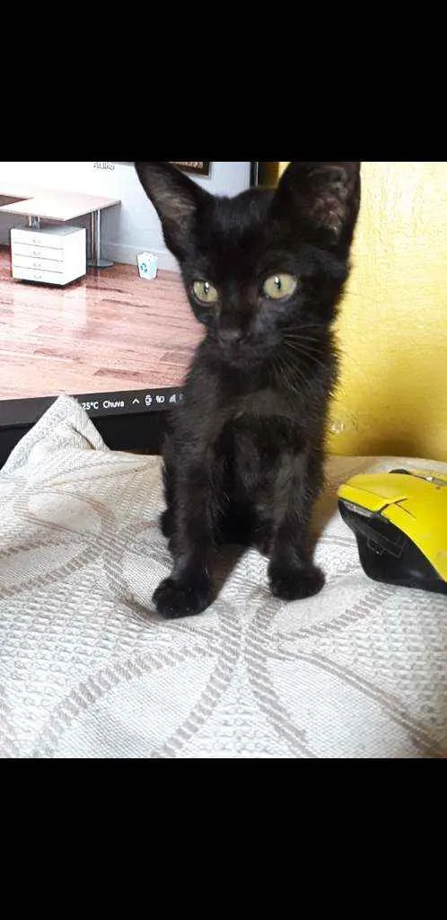 Gato ra a Srd idade Abaixo de 2 meses nome Pandora