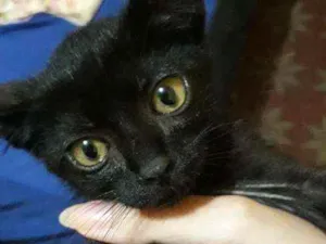 Gato raça Srd idade Abaixo de 2 meses nome Pandora