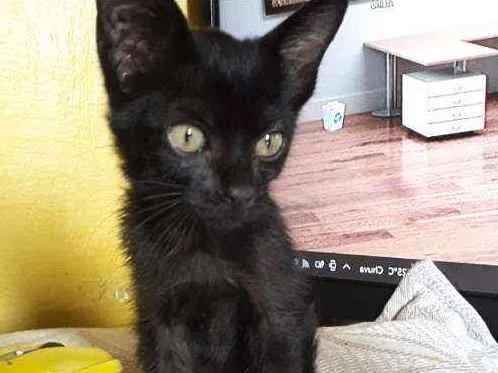 Gato ra a Srd idade Abaixo de 2 meses nome Pandora