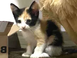 Gato raça Srd idade Abaixo de 2 meses nome Sem nome 