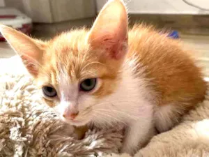 Gato raça Srd idade Abaixo de 2 meses nome Sem nome