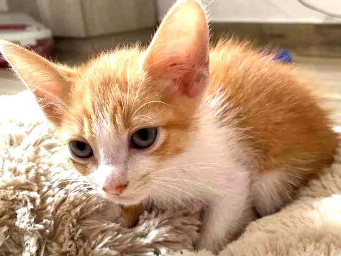 Gato raça Srd idade Abaixo de 2 meses nome Sem nome