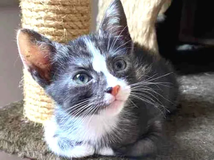 Gato raça Srd idade Abaixo de 2 meses nome Sem nome 