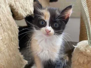 Gato raça Srd idade Abaixo de 2 meses nome Sem mome