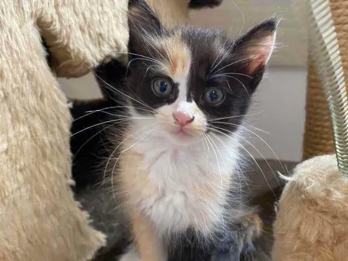 Gato raça Srd idade Abaixo de 2 meses nome Sem mome