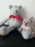 Rubi