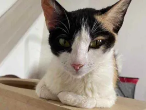 Gato raça Srd idade 7 a 11 meses nome Sem nome