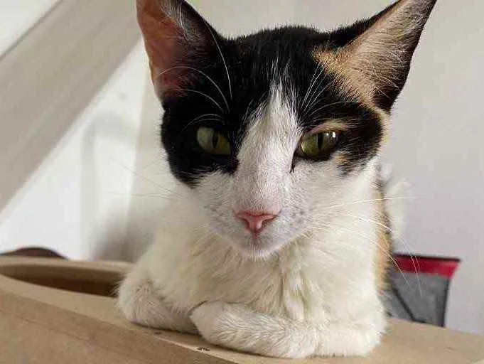 Gato raça Srd idade 7 a 11 meses nome Sem nome