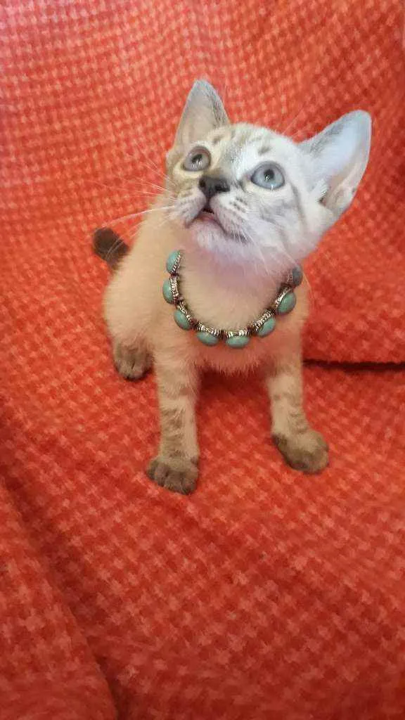 Gato ra a Sialata idade Abaixo de 2 meses nome Rubi