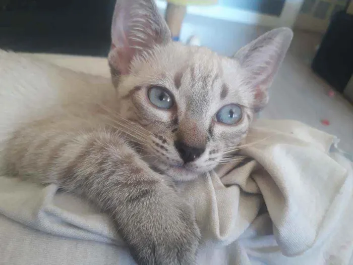Gato ra a Sialata idade Abaixo de 2 meses nome Safira