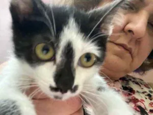 Gato raça Srd  idade Abaixo de 2 meses nome Sem nome