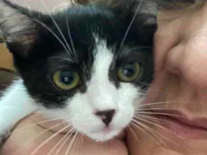 Gato raça Srd idade Abaixo de 2 meses nome Sem nome 