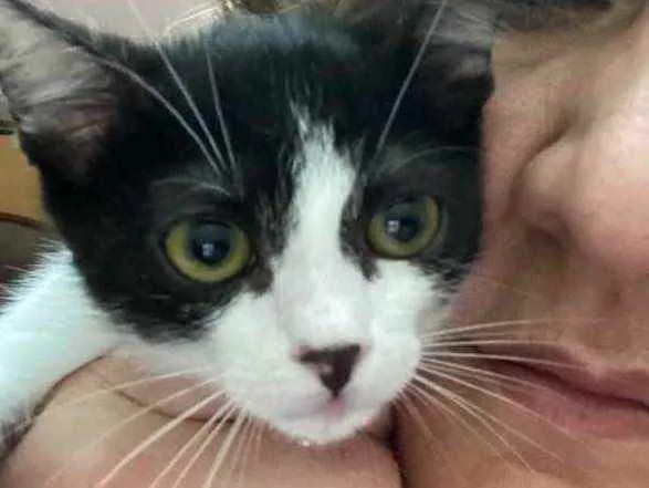 Gato raça Srd idade Abaixo de 2 meses nome Sem nome 