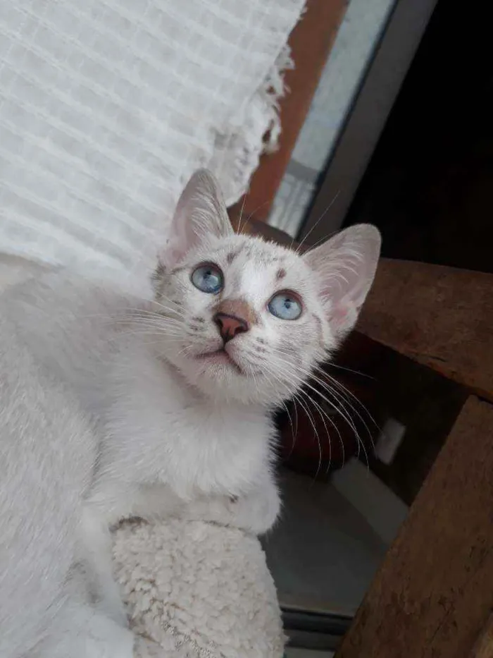 Gato ra a Sialata idade Abaixo de 2 meses nome Berilo