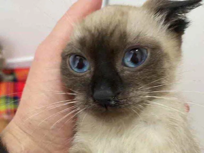 Gato raça Srd idade Abaixo de 2 meses nome Doninha