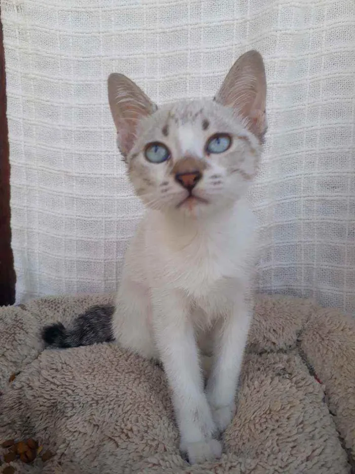 Gato ra a Sialata idade  nome Lolita