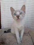 Lolita