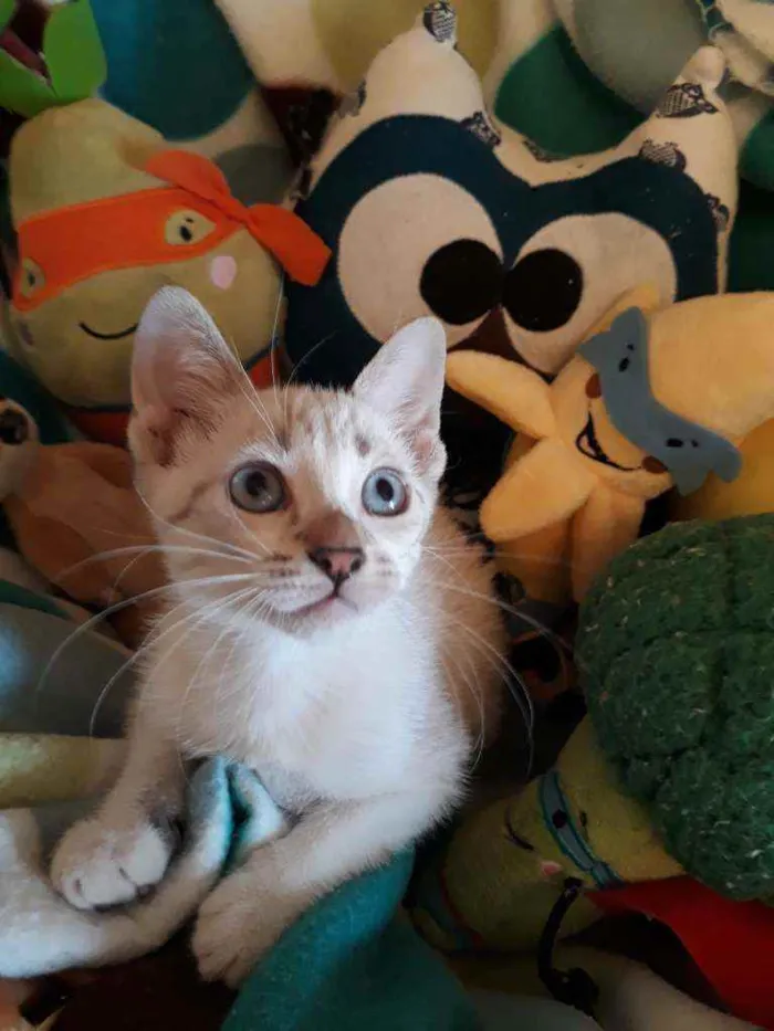 Gato ra a Sialata idade  nome Lolita