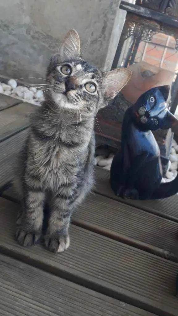 Gato ra a Todas em uma só idade Abaixo de 2 meses nome Esmeralda