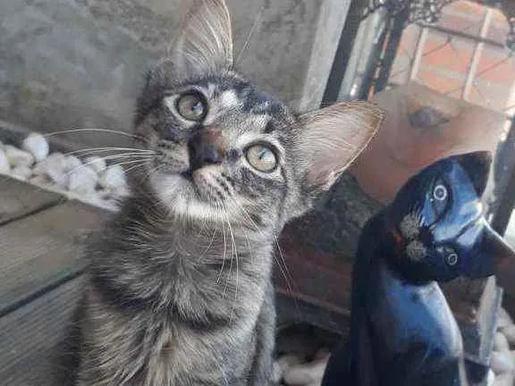 Gato ra a Todas em uma só idade Abaixo de 2 meses nome Esmeralda