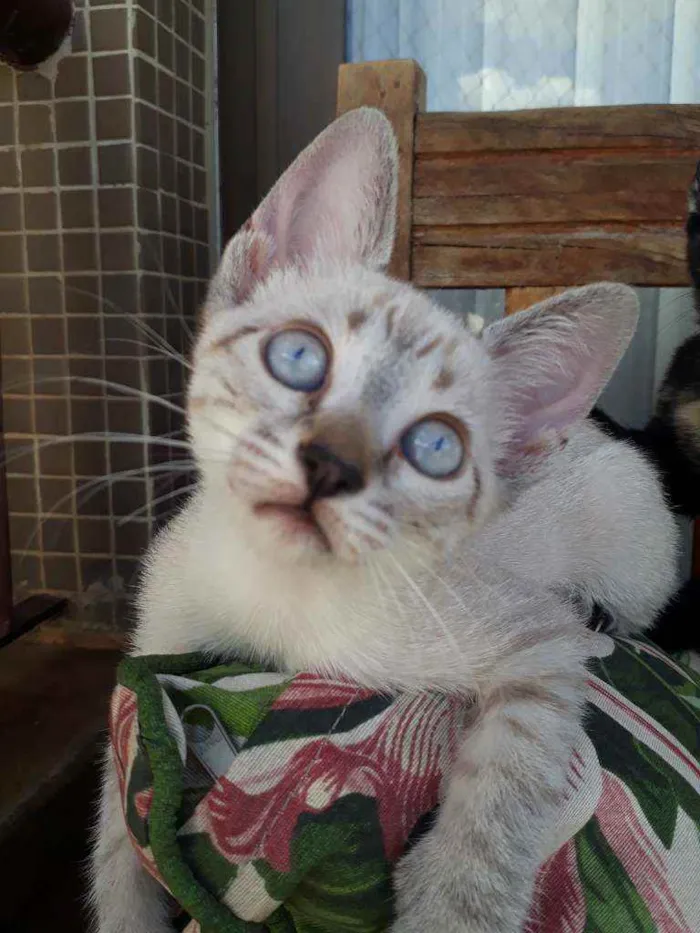 Gato ra a Sialata idade Abaixo de 2 meses nome Cristal