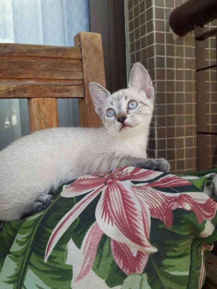 Gato ra a Sialata idade Abaixo de 2 meses nome Cristal