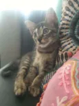 Esmeralda