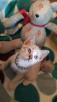 Lolita