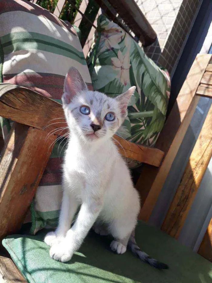 Gato ra a Sialata idade Abaixo de 2 meses nome Berilo