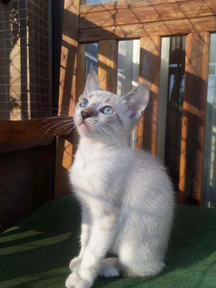 Gato ra a Sialata idade Abaixo de 2 meses nome Berilo