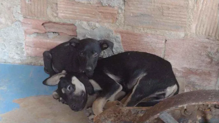 Cachorro ra a Misturada idade Abaixo de 2 meses nome Teela, T'challa e Ge