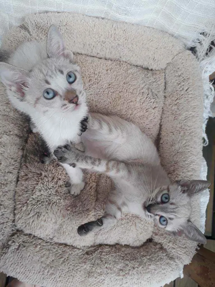 Gato ra a Sialata idade Abaixo de 2 meses nome Rubi