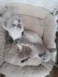 Rubi
