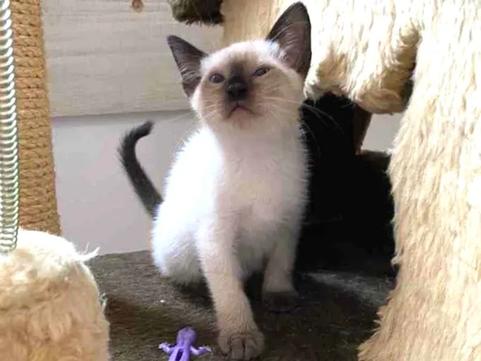 Gato raça Srd idade Abaixo de 2 meses nome Sem nome 